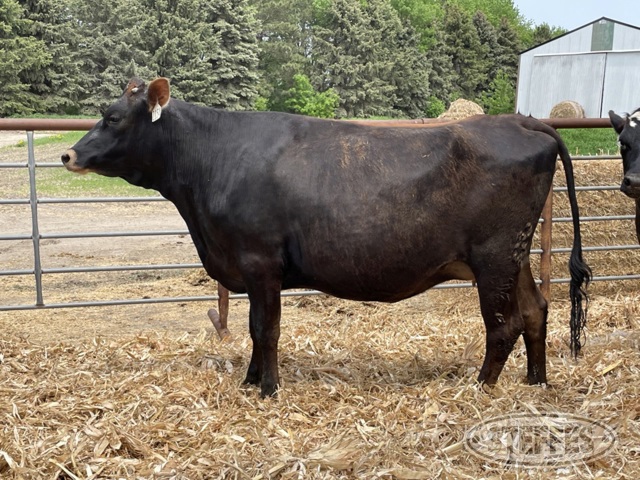 (12 Head) Holstein/Jersey crossbred bred heifers